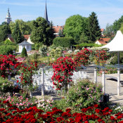 Rosengarten Bad Langensalza - Foro: Karl-Heinz Laube - pixelio.de