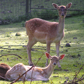 Tierpark Suhl