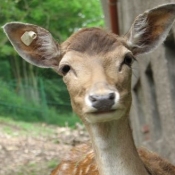 Tierpark Arnstadt